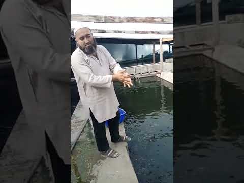 Видео: Африка лаккаларининг туйумли авкот берилиш жарайони