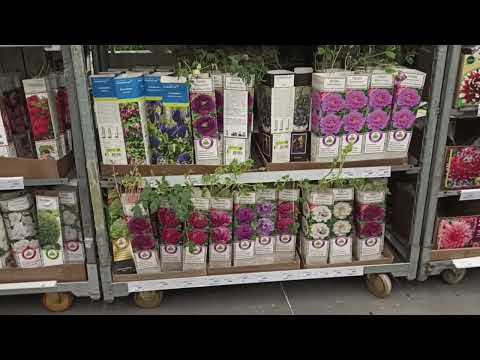 Видео: Лилейники и хосты в Леруа Мерлен.