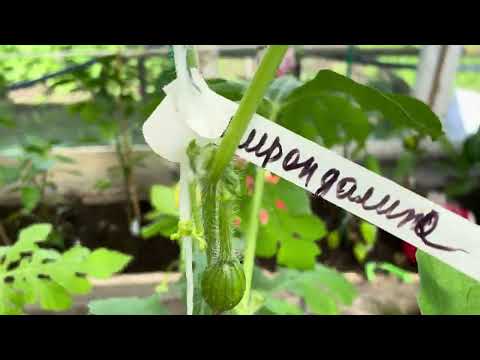 Видео: Обзор теплицы с перцем и арбузами , 19 июня 24 год , Ивановская область город Шуя .