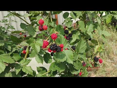 Видео: Первый урожай ежевики.