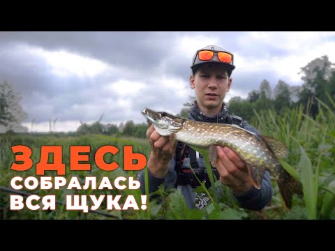 Видео: Попал на РАЗДАЧУ! Стоянки щуки на малой реке. Рыбалка на спиннинг 2022