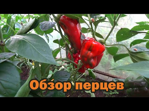 Видео: Обзор лучших сортов перцев