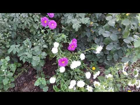Видео: Клумба на улице, сейчас и до мороза 2025 🌹 🌼 
