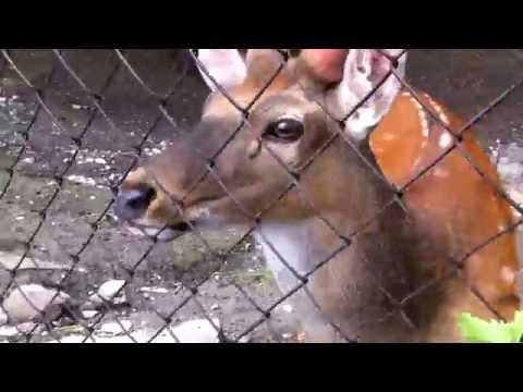 Видео: Алматинский зоопарк | Almaty Zoo №3