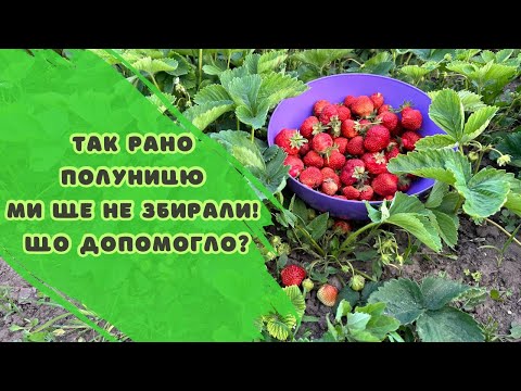 Видео: Так рано полуницю ми ще не збирали! Що допомогло?