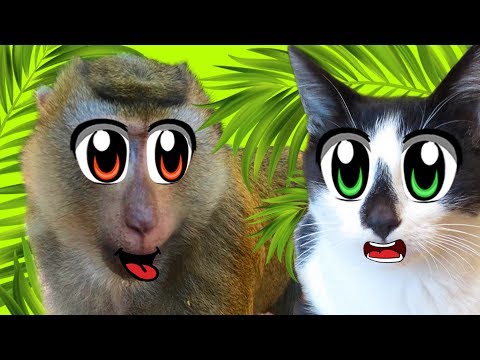 Видео: Кот Малыш и СМЕШНЫЕ ОБЕЗЬЯНКИ! ЧЕЛЛЕНДЖ КТО БЫСТРЕЕ! кошка МУРКА и Баффи на МОРЕ! ОГРОМНЫЙ СЛОН