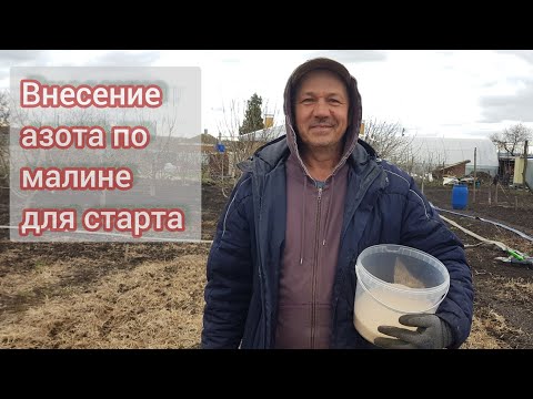 Видео: Значение и дозировка азота для старта малины