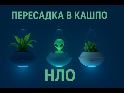Видео: Пересадка в кашпо НЛО 👽 🪴 / колонизация зелеными друзьями 🛸