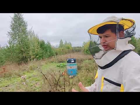 Видео: ЗАЩИТА ОТ ДЯТЛОВ! ЗИМОВКА ПЧЕЛ.