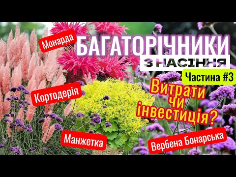 Видео: БАГАТОРІЧНИКИ З НАСІННЯ - витрати чи інвестиція? Кортодерія, Монарда, Вербена Бонарська, Манжетка
