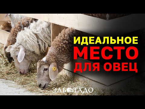 Видео: Правильное устройство овчарни для овец. Помещение для содержания овец или коз. Выращивание овец!