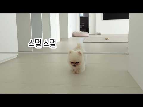 Видео: У Руди и Понгки появился новый друг Китти