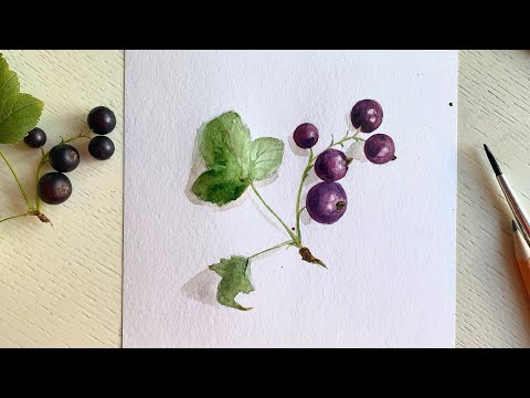 Видео: Рисуем чёрную смородину акварелью. Рисование онлайн для начинающих с натуры