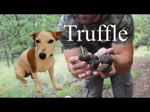 Видео: Как обучих кучето ми да търси трюфели!