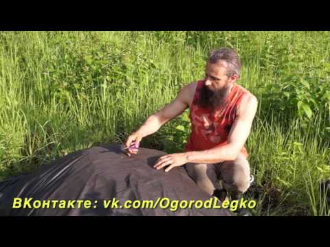 Видео: ПОСАДКА САЖЕНЦА ОРЕХА В ХОЛОДНОМ КЛИМАТЕ