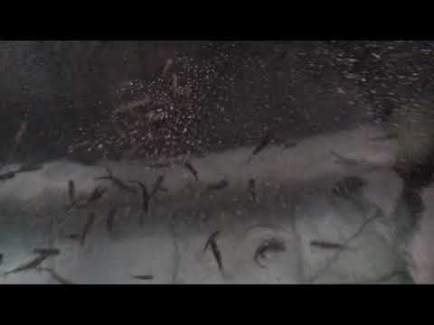 Видео: Чем я кормлю малька форэли Осетра в узв