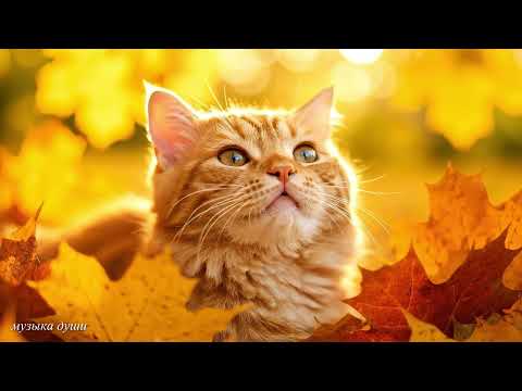 Видео: СНОВА ОСЕНЬ🍁 Сборник ЛУЧШИХ Мелодий от которых мурашки по телу! Мелодия Души! Осень в сердце#music