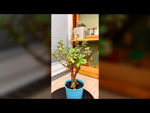 Видео: Формирование крассулы, ч.1 (запись прямого эфира).