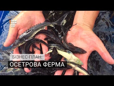 Видео: Осетрова ферма. Бізнес-план