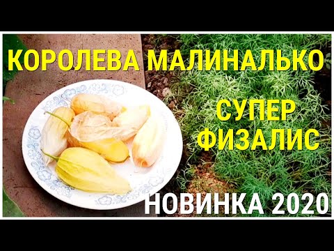 Видео: ФИЗАЛИС КОРОЛЕВА МАЛИНАЛЬКО Queen of Malinalco Tomatillos ПРЕЗЕНТАЦИЯ Супер новинка 2020 года