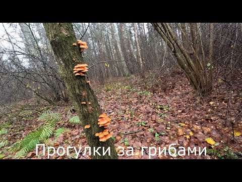 Видео: Прогулки за грибами | Ищу зимние опята на горках.