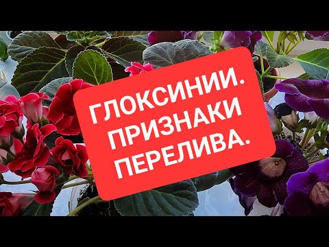 Видео: ГЛОКСИНИИ. Признаки перелива.