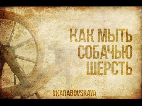 Видео: Как мыть собачью шерсть перед прядением