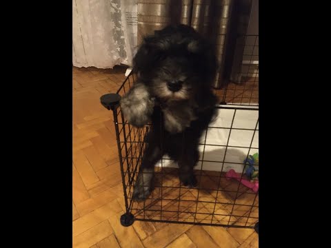 Видео: Цвергшнауцер. Покупка и первый день.