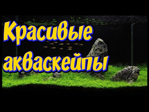 Видео: Самые красивые аквариумы мира! Акваскейп! Самые красивые  акваскейпы  мира!