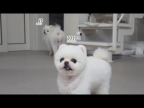 Видео: Собака спряталась, услышав слова, которые она не любит