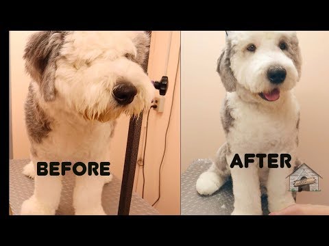 Видео: Уход за овчаркой