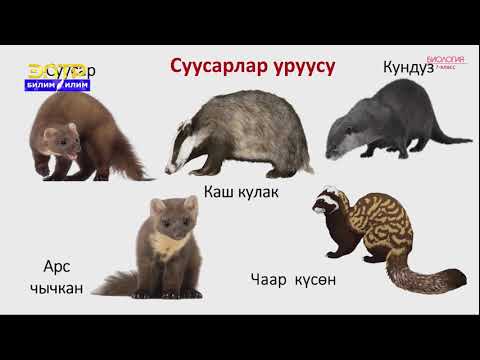 Видео: 7-класс | Биология | Сүт эмүүчүлөрдүн көбөйүшү жана өрчүшү. Жумуртка туучулар жана баштыктуулар