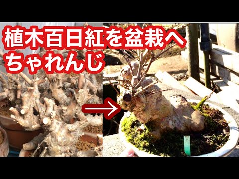 Видео: От крепового мирта до 100-дневного красного бонсай ・ Почва для горшков ・ Бонсай роягаки ・