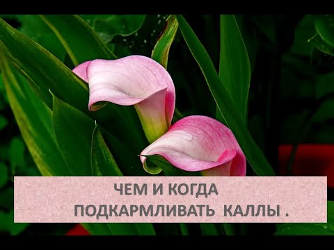 Видео: Чем и когда подкармливать каллы .