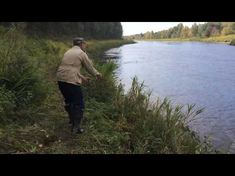 Видео: Крупный жерех на кораблик