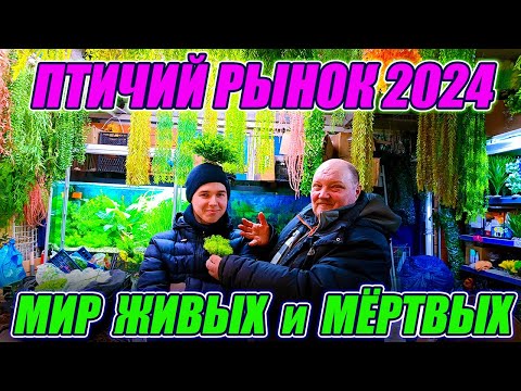 Видео: Птичий рынок 2024 Мир Живых и Мёртвых растений!