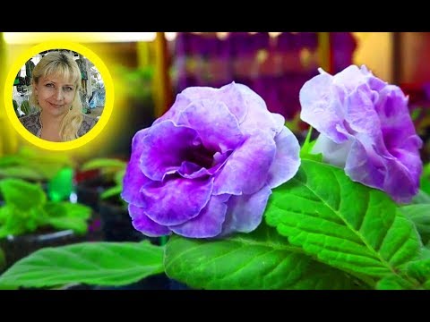 Видео: Проращивание и посадка клубней Глоксиний. Домашний Цветочный Бизнес Лайф №4