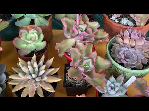 Видео: Как часть  коллекции суккулентов пережила мое отсутствия в течении 5 недель. 31.10.2022