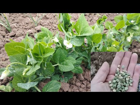 Видео: 🍂🫛🍂 ВИСІВАЮ ОЗИМИЙ ГОРОХ 🍂🫛🍂