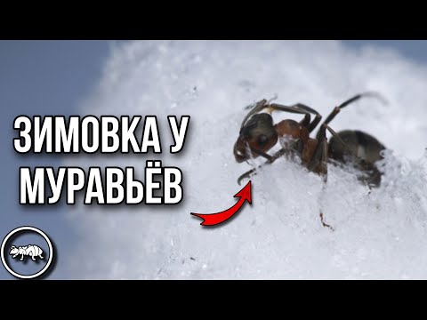 Видео: КАК Я УХАЖИВАЮ ЗА МУРАВЬЯМИ НА ЗИМОВКЕ // ЗИМОВКА У МУРАВЬЕВ // AntKeeper