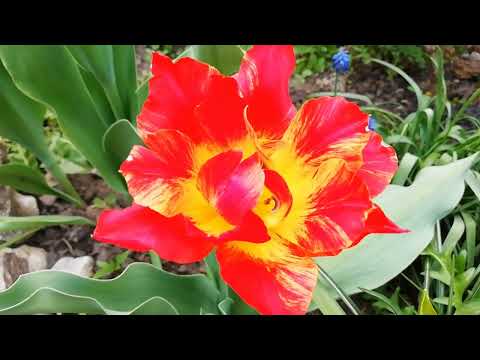Видео: ЦВЕТЕНИЕ ТЮЛЬПАНОВ И НАРЦИССОВ. ПАРАД ЛУКОВИЧНЫХ В САДУ.