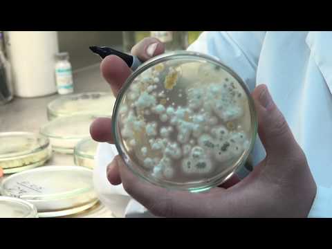 Видео: КАК МЫ ТЕСТИРУЕМ БИОПРЕПАРАТЫ || Проверка биопрепаратов в лаборатории