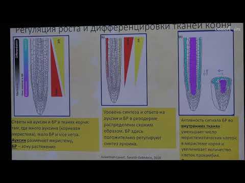 Видео: Лабунская Е.А. - Рост и развитие растений - 12. Стриголактоны, жасмонаты, салицилат
