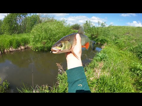 Видео: Нахлыст и мормышинг на микроречке. Классный голавль.