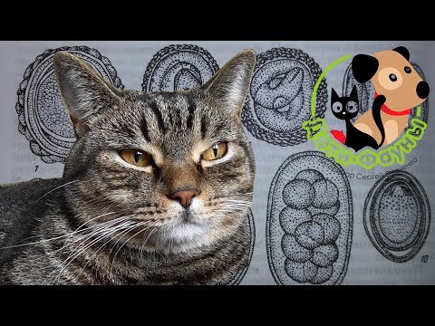 Видео: Препараты от глистов для собак и кошек, которые я чаще всего применяю
