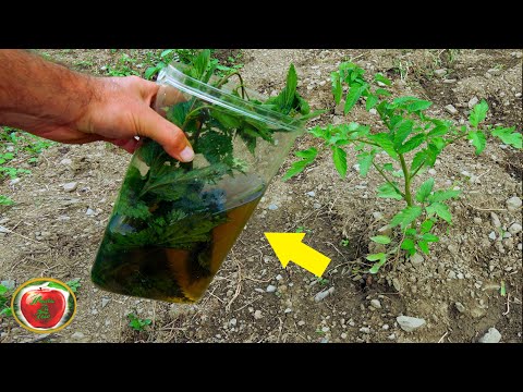 Видео: ЛУЧШЕЕ ОРГАНИЧЕСКОЕ УДОБРЕНИЕ! Чрезвычайно высокий уровень азота!