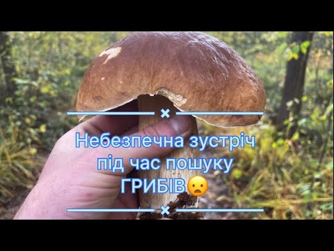 Видео: Грибна пригода із небезпечною зустріччю. Пошуки Білих грибів на грибній дорозі тривають