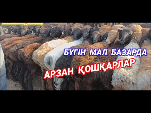 Видео: КЕЛЕС АБАЙ МАЛ БАЗАРЫ 2025 | Мал базар 2025 | livestock market