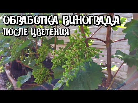 Видео: ОБРАБОТКА ВИНОГРАДА после цветения.