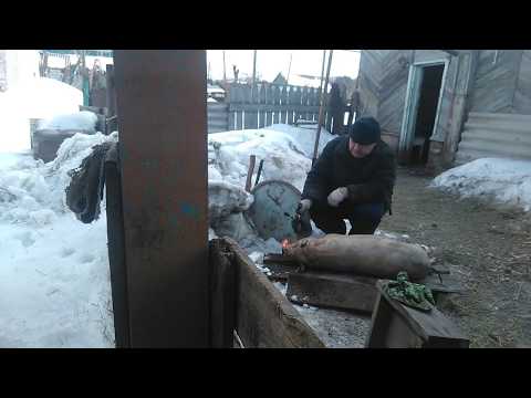 Видео: итог выращивания  вьетнамского поросенка в 7 месяцев.